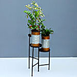 Refreshing Plants Trio With Metal Stand
