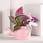 Colorful Money Plant Medley in Pink Kettle