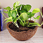 Money Plant In Tropical Coir Pot