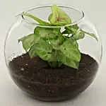 Syngonium Plant In Glass Vase