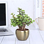 Jade Plant In Golden Metal Pot