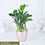 Luxe Gold Zamioculcas Harmony