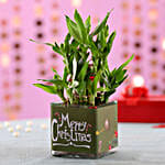 2 Layer Lucky Bamboo Plant Christmas Wishes