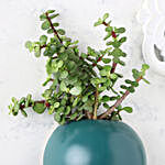 Jade Plant In Balloon Shape Pot