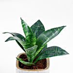 Whispers of Sansevieria Snake Plant