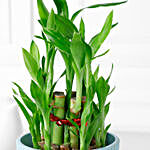 Zen Bamboo Plant