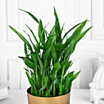 Lucky Bamboo Plant In Golden Touch Pot