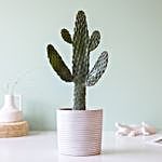 Opuntia Rubescens Consolea Plant Ceramic Pot