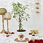 Tulsi plant in White Ceramic Planter