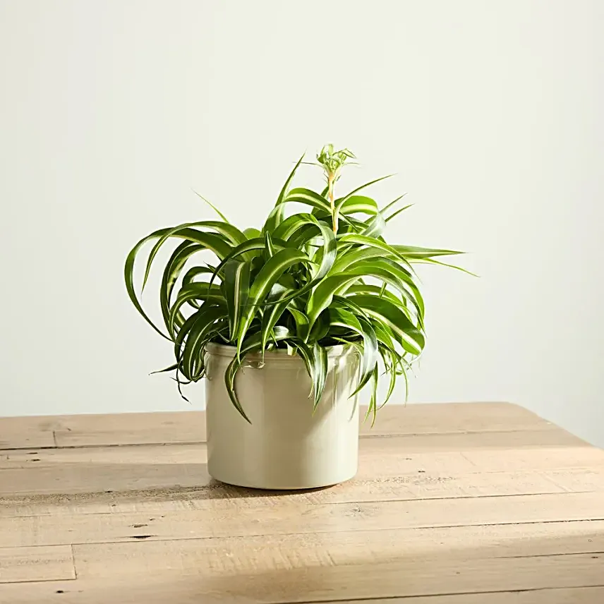 Curly Spider Plant with Pot