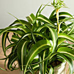 Curly Spider Plant with Pot