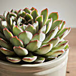 Organic Echeveria Pelusida with Pot