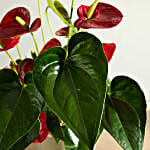 Red Flamingo Flower Plant with Pot