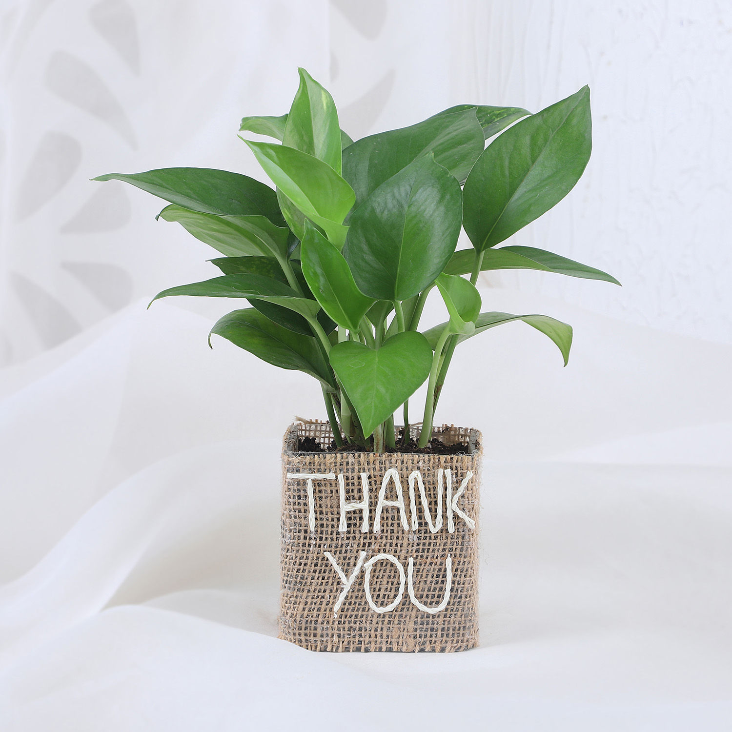 Buy/Send Money Plant In Thank You Vase Online- FNP